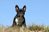 BOULEDOGUE FRANCAIS 511